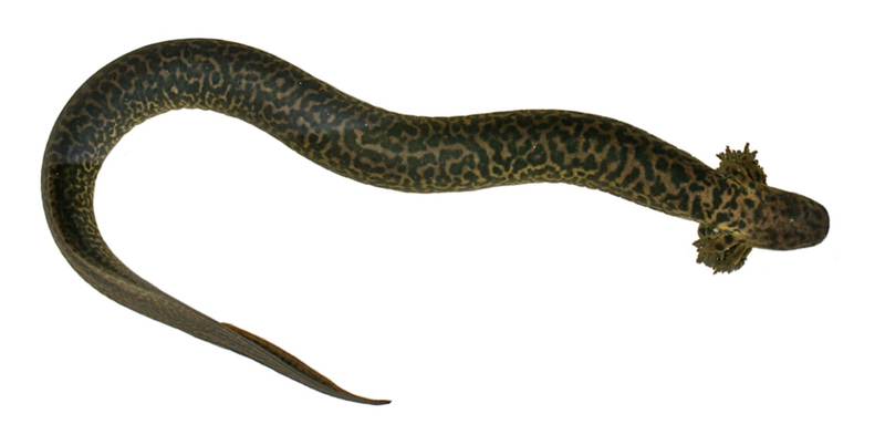 A reticulated siren from northwestern Florida (Okaloosa County)